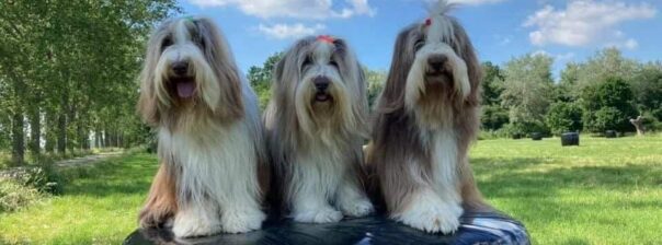 BCCF – Bearded Collie Club de France