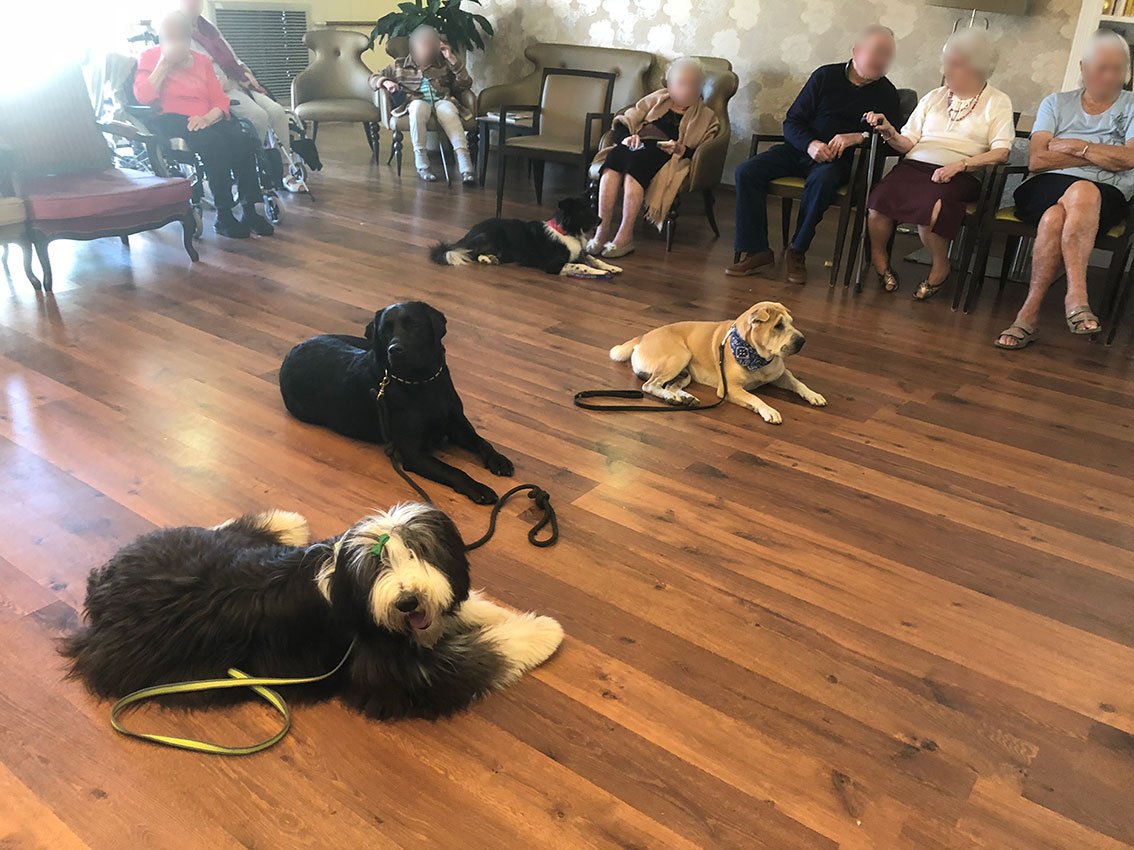 Le Chien Visiteur – BCCF